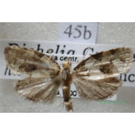 Dichelia histrionana (Frölich, 1828) Zwójka pędówka Czech45b